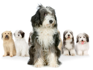 Bobtail dogs